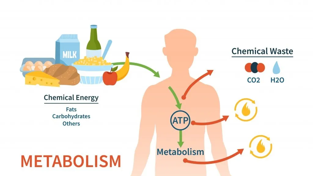 Boost Your Metabolism: Tips and Tricks for Healthier Weight Loss