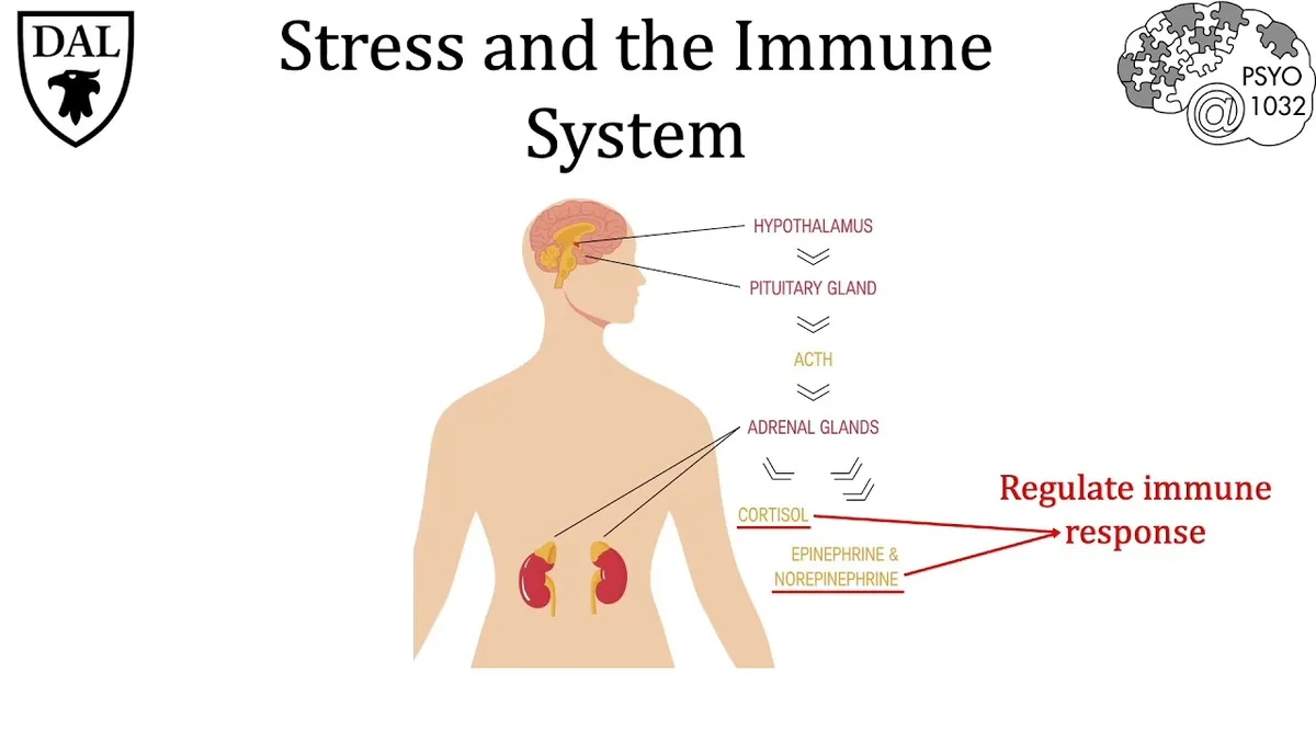 Understanding the Impact of Stress on the Immune System and Health