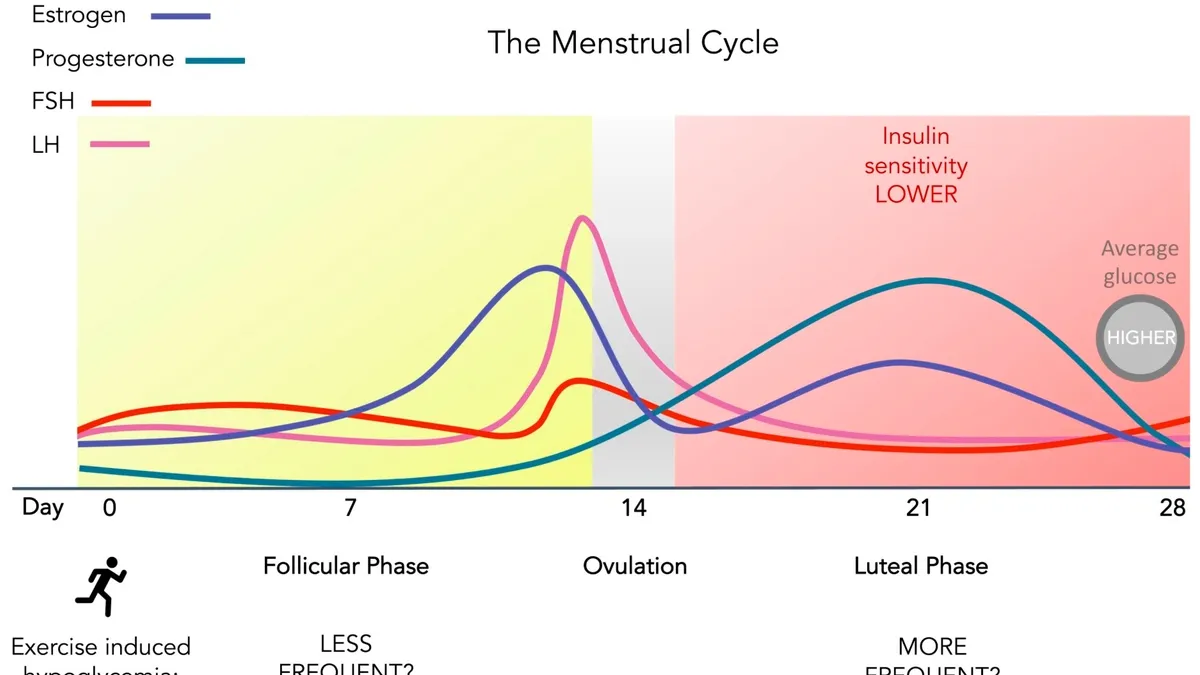 Understanding the Link Between Early Menstruation and Heightened Risk of Cardiometabolic Diseases