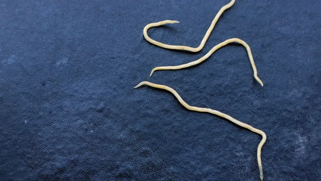 Understanding Pinworms (Threadworms): Causes, Symptoms, and Prevention Tips