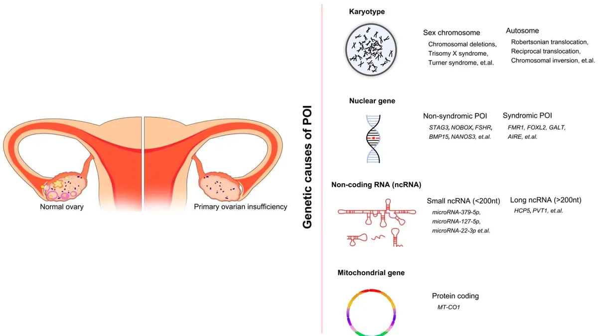 Deciphering the Genetic Link to Premature Ovarian Insufficiency: A Mitochondrial Perspective