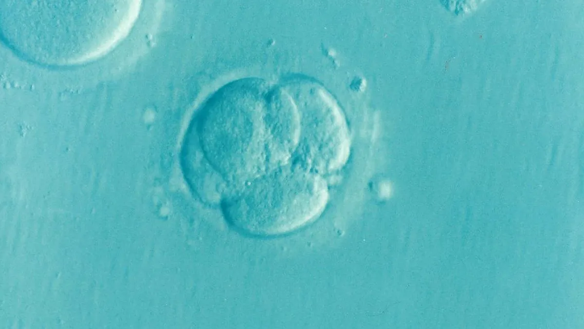 Unlocking the Mysteries of Female Infertility: A New Scientific Discovery