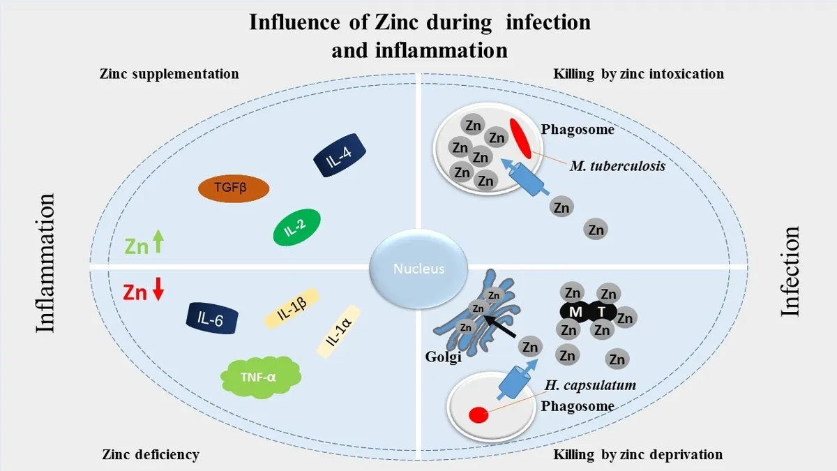 Zinc: A Potential Game-Changer in the Treatment of Vaginal Yeast Infections