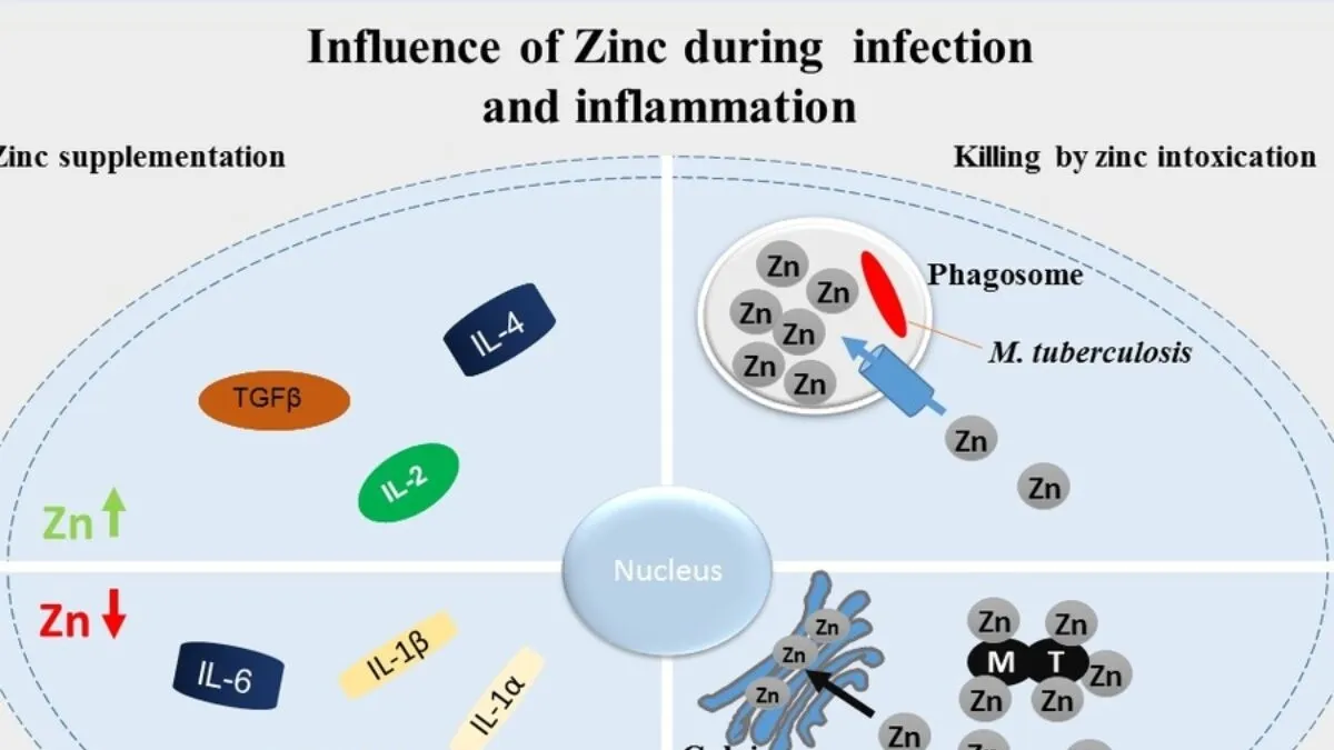 Zinc: A Promising New Approach to Treating Vaginal Yeast Infections