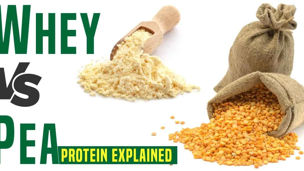 Pea Protein Vs Milk Protein: A Comparative Analysis on Muscle Protein Synthesis