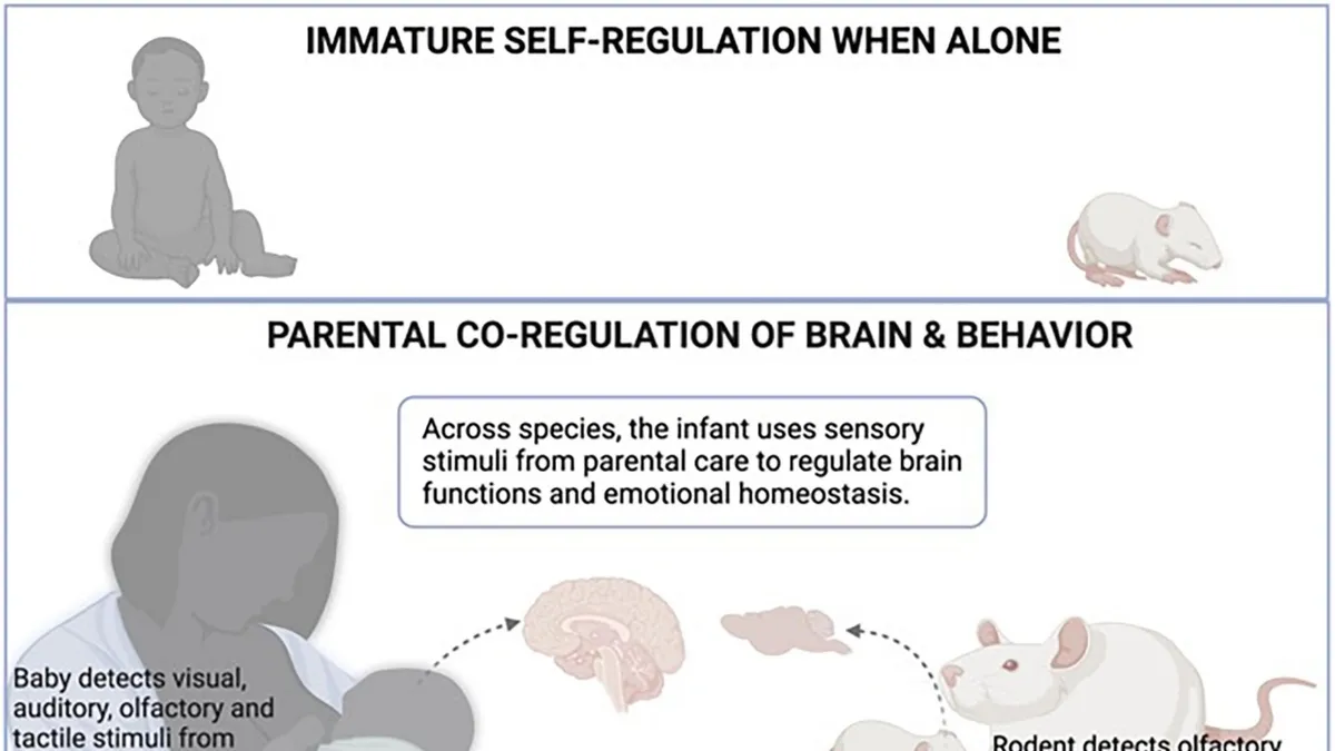 The Incredible Change in Parental Brains: Benefits of Caring for Infants