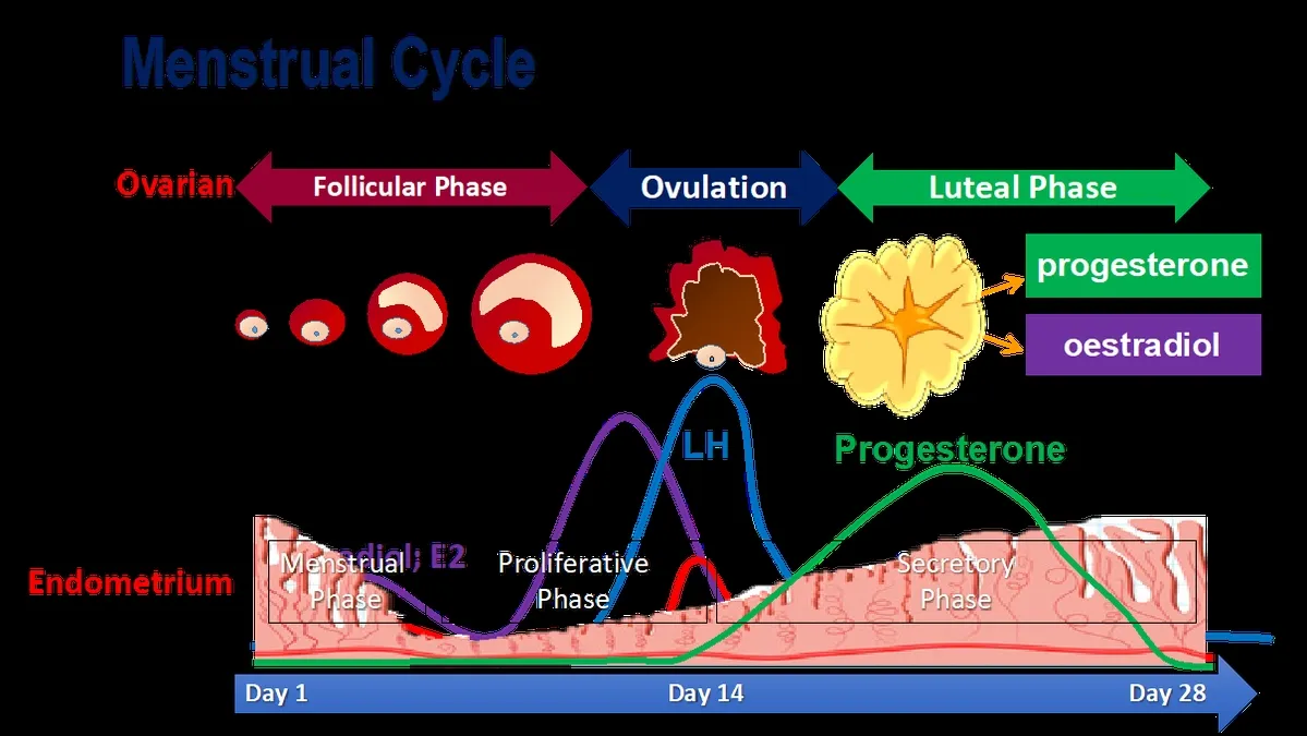 Understanding the Menstrual Cycle and Its Hormonal Regulation: An In-Depth Analysis