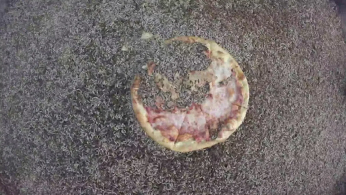 Unearthing The Potential of Maggots in Waste Management: 10,000 Maggots Devour a Pizza in Just 2 Hours