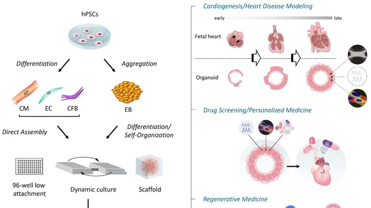The Role of Omega-3s in Preventing Pregestational Diabetes-Induced Congenital Heart Disease: Insights from Advanced Human Heart Organoid System