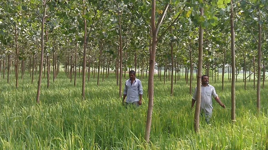 Revolutionizing Indian Farming: The Potential of Agroforestry