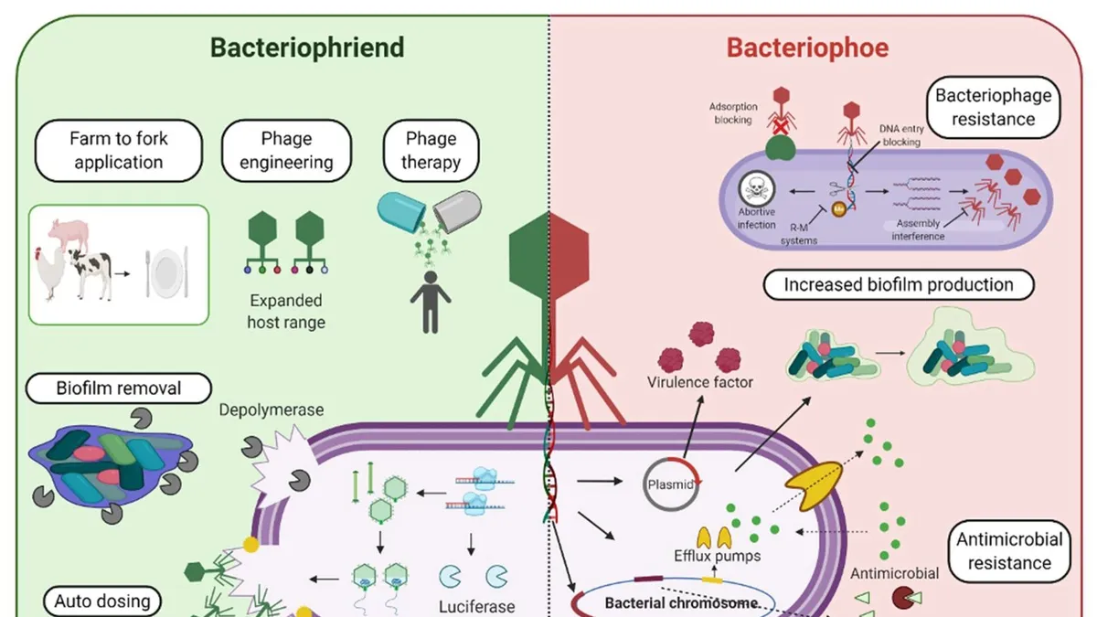 The Potential and Challenges of Bacteriophage Therapy in Combating Drug-Resistant Bacterial Infections