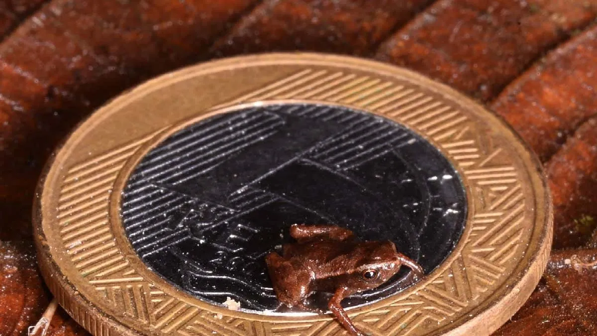 The Brazilian Flea Toad: A Glimpse into the World of the Smallest Vertebrate