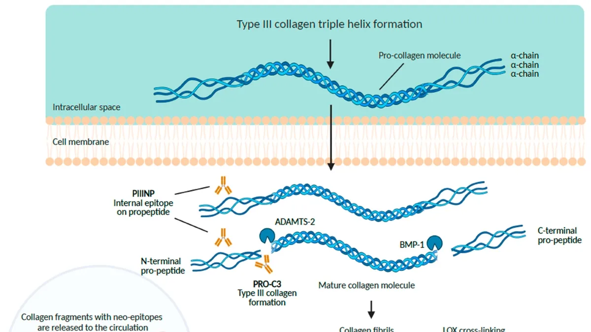 Unraveling the Mysteries of Cellular Collagen Uptake and Degradation: New Insights and Implications