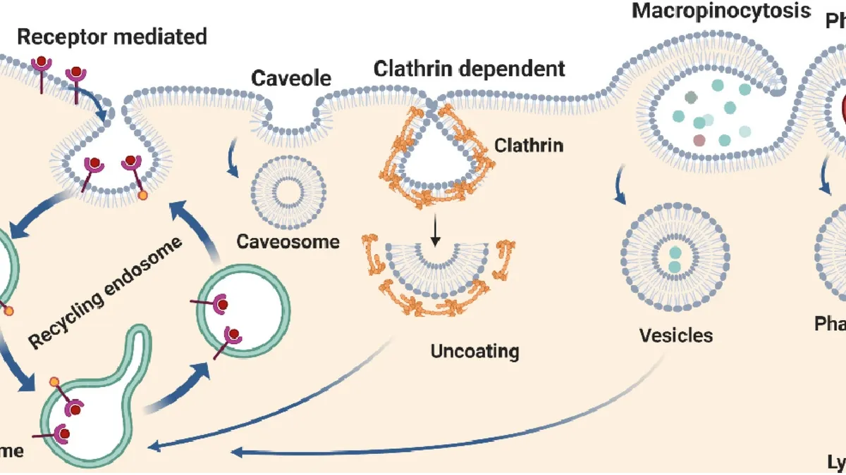 Unveiling the Secrets of Clathrin-Mediated Endocytosis: Transport Pathways and Biomolecular Condensation