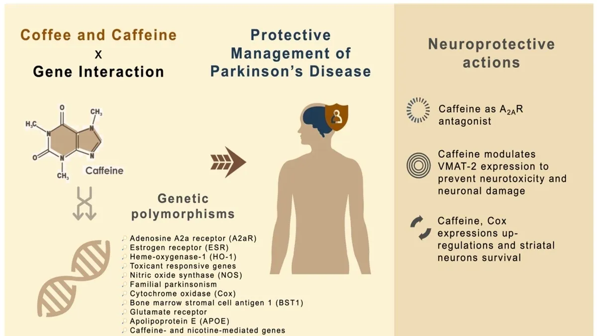 Coffee Consumption and its Potential Effects on Parkinson’s Disease