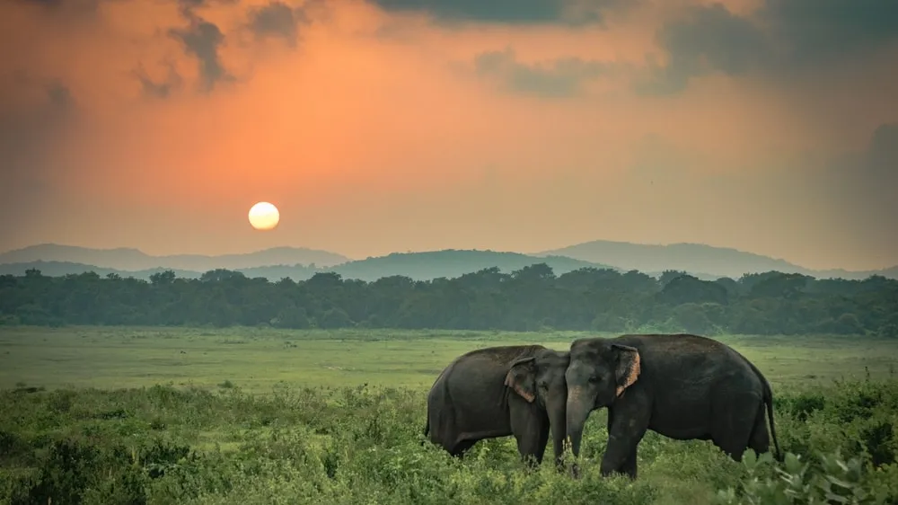 Discover Asia’s Sustainable Safari Experiences: A Focus on Conservation and Rehabilitation