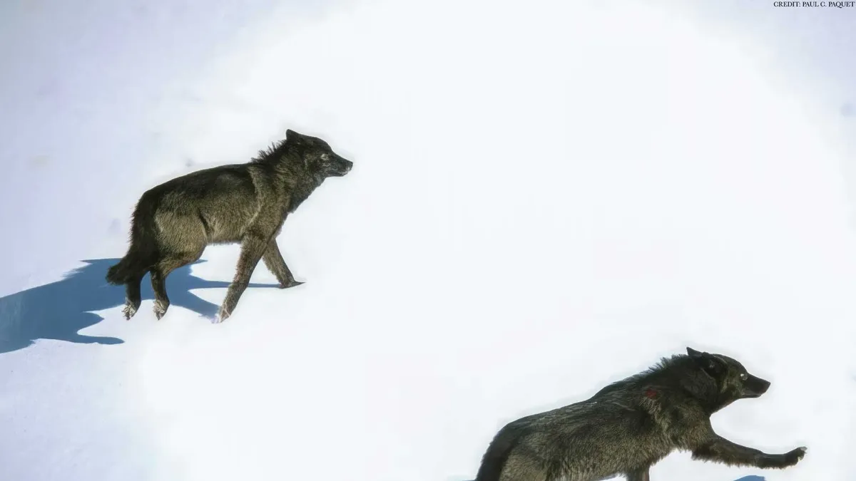 Rethinking Wildlife Conservation: The Controversy Surrounding Canada’s Wolf Cull Policy