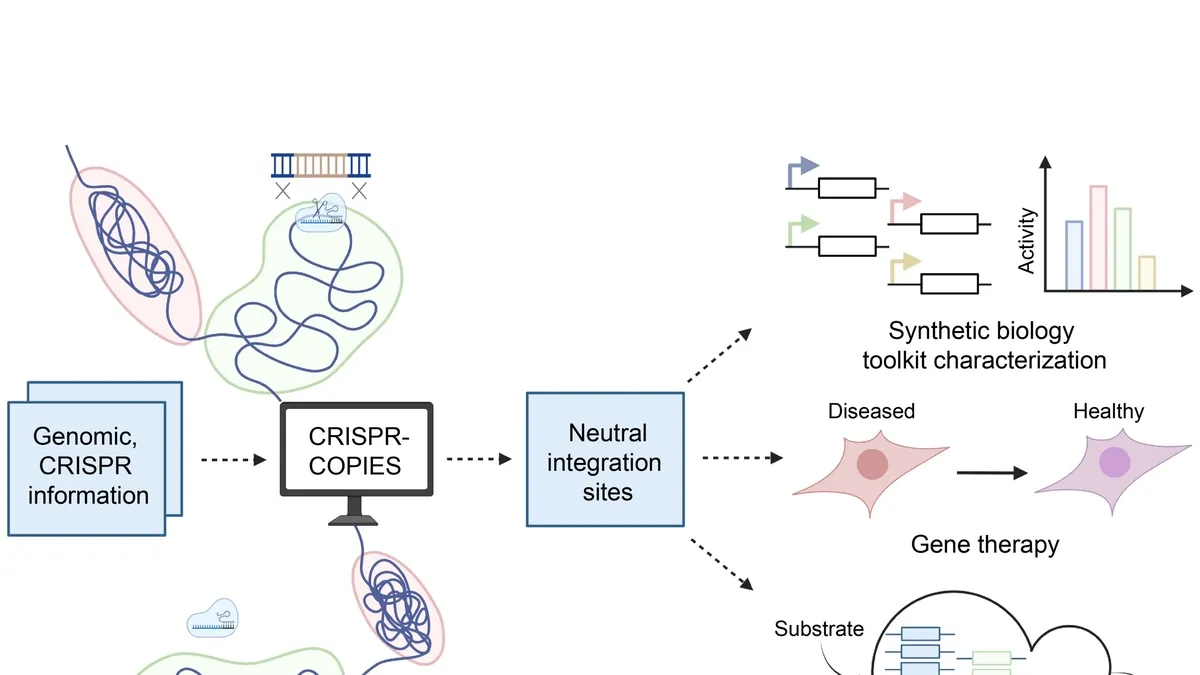 Revolutionizing Genetic Engineering with CRISPR-COPIES: A More Efficient and Versatile Tool for Strain Construction