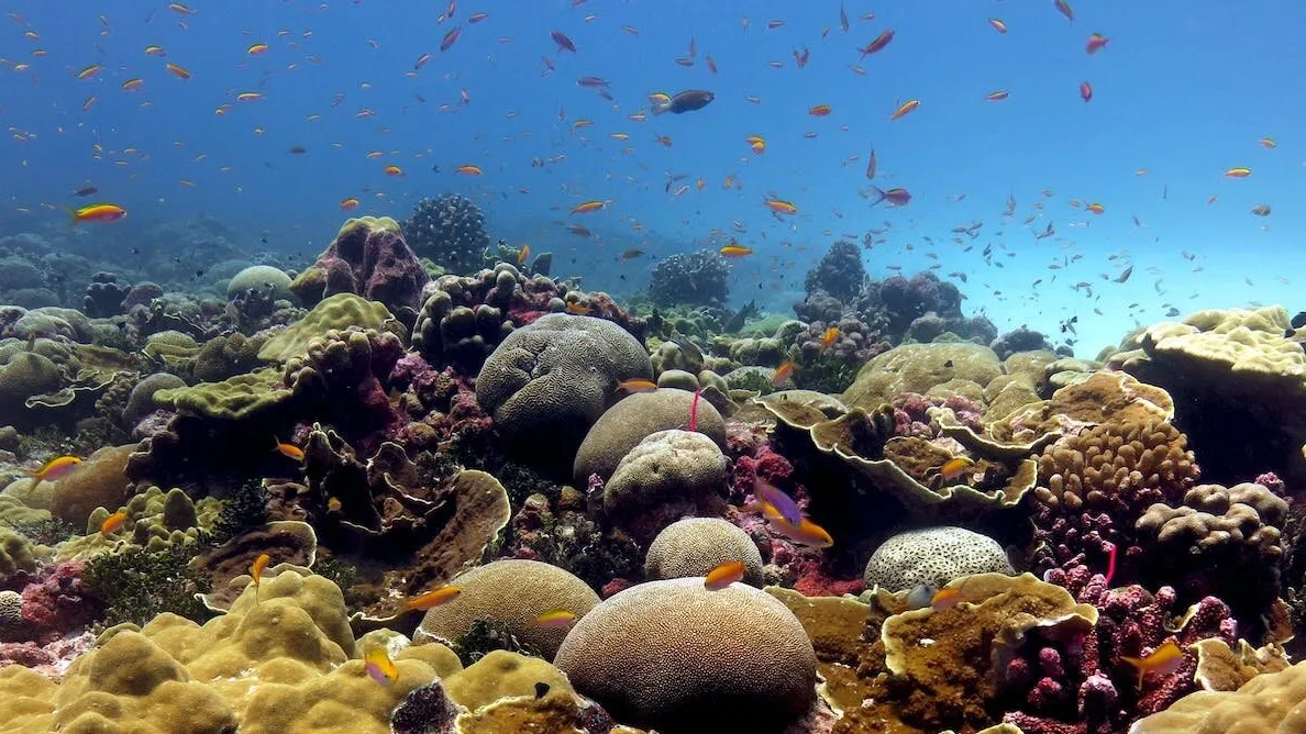 Deciphering the Cryptic Diversity in Coral Reefs: Implications for Climate Change