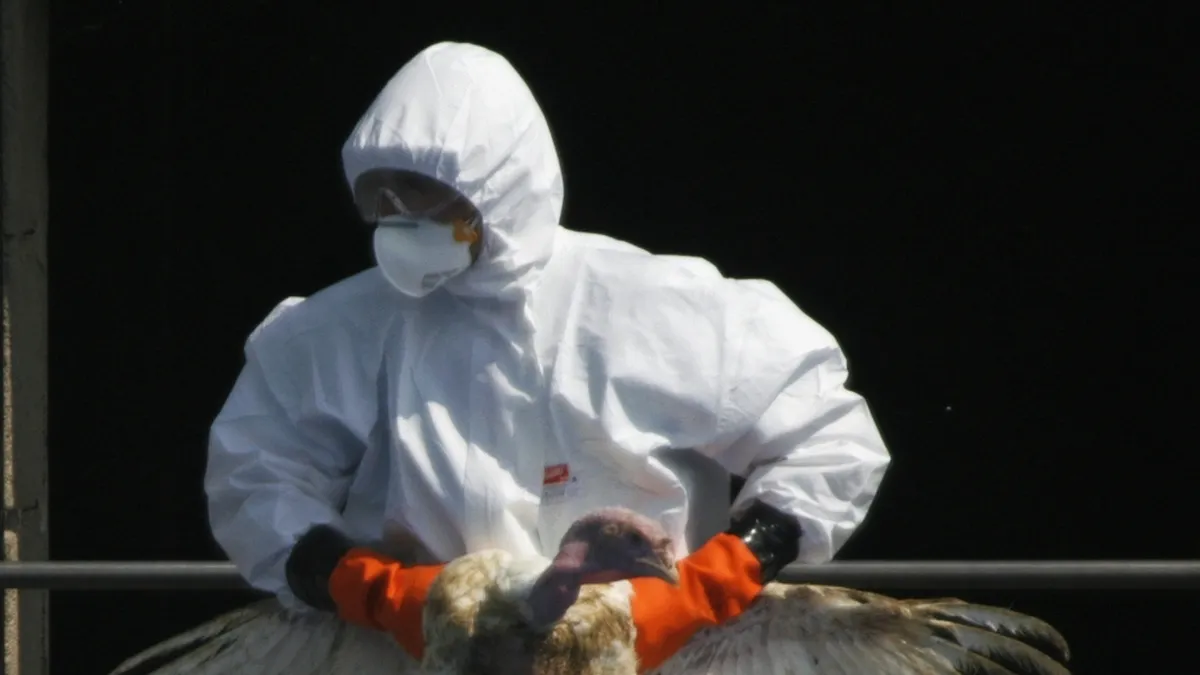 Rising Concerns over New Bird Flu Outbreaks at Czech Farms: Impact and Measures