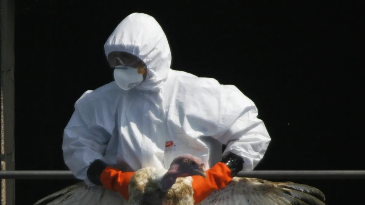 Rising Concerns Over Bird Flu Outbreaks in Czech Farms: Impact and Measures
