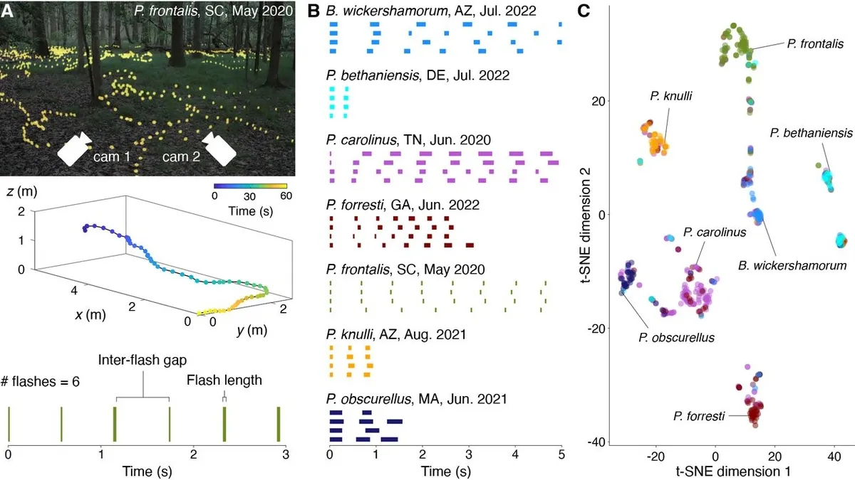 Harnessing Technology: Accurate Identification and Classification of Firefly Species