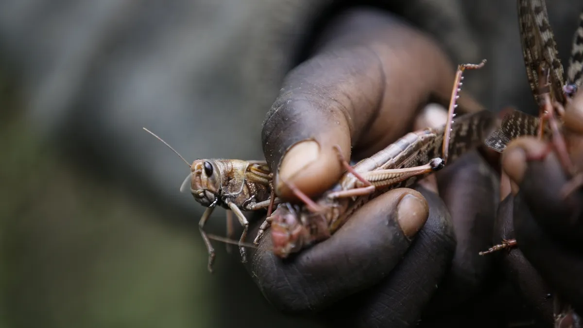 Escalating Locust Outbreaks Linked to Climate Change Threaten Global Food Security