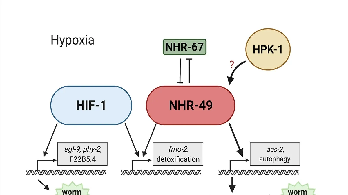Discovering NHR-49 Agonists: A Breakthrough in Understanding Fat Metabolism in C. elegans