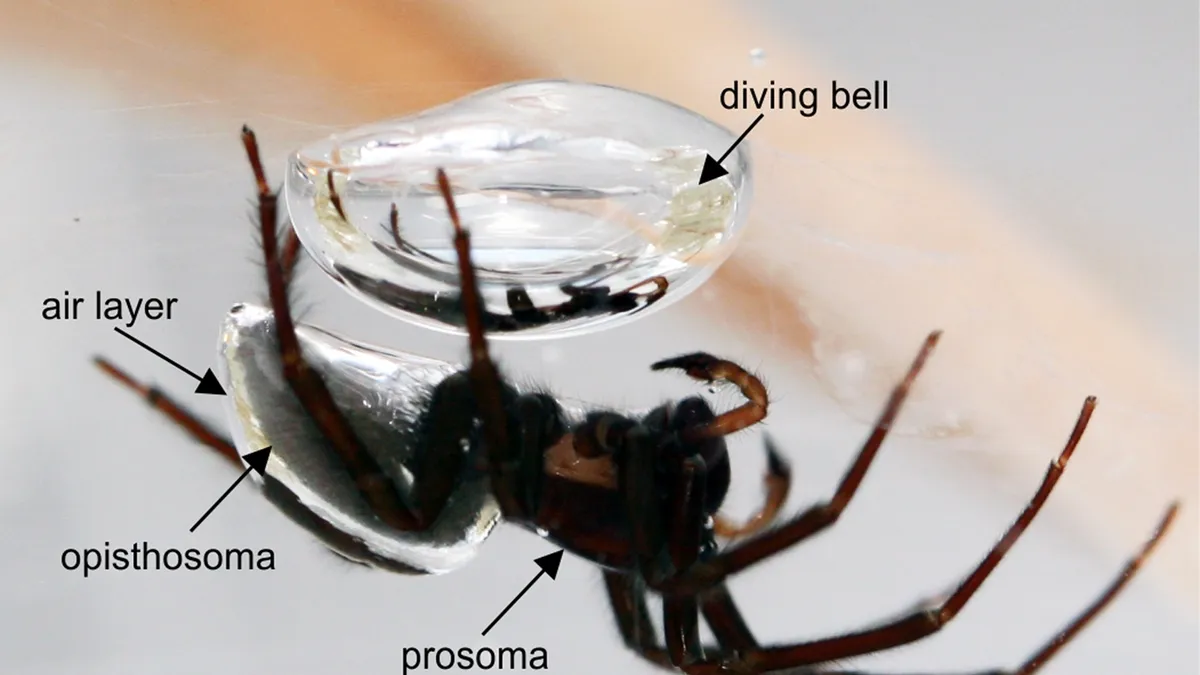 The Fascinating Life of the Diving Bell Spider: The Only Aquatic Arachnid
