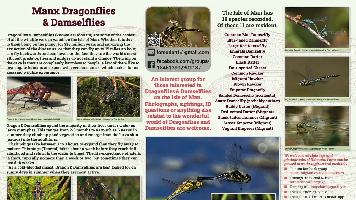 Dragonflies’ Den: A Community-Powered Wildlife Scheme in Manx Capital