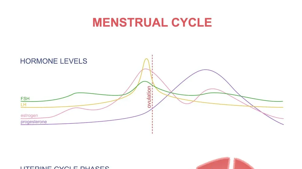 Understanding the Impact of Menstrual Cycle and Hormonal Changes on Cognitive Functions