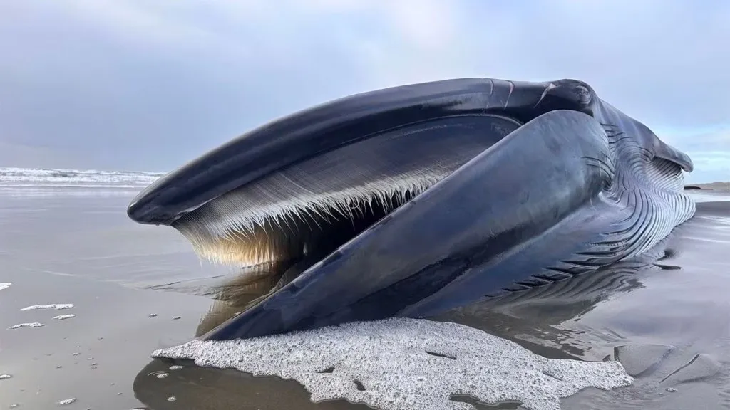 Endangered Fin Whale Found Dead on Oregon Beach: A Tale of Nature’s Cycle and Conservation