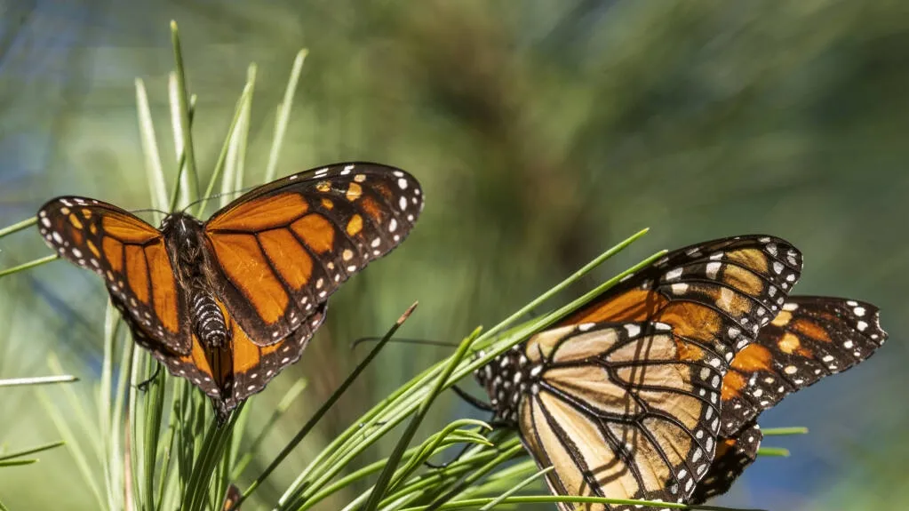 Monarch Butterflies: Endangered and on the Decline