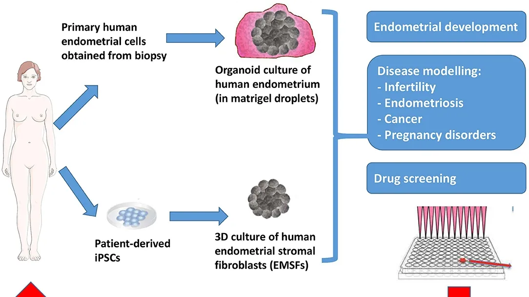 Endometrial Organoids: A Revolutionary Tool in Menstrual and Reproductive Health Research