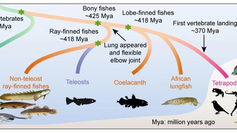 From Gills to Lungs: The Evolutionary Journey of Breathing Mechanisms
