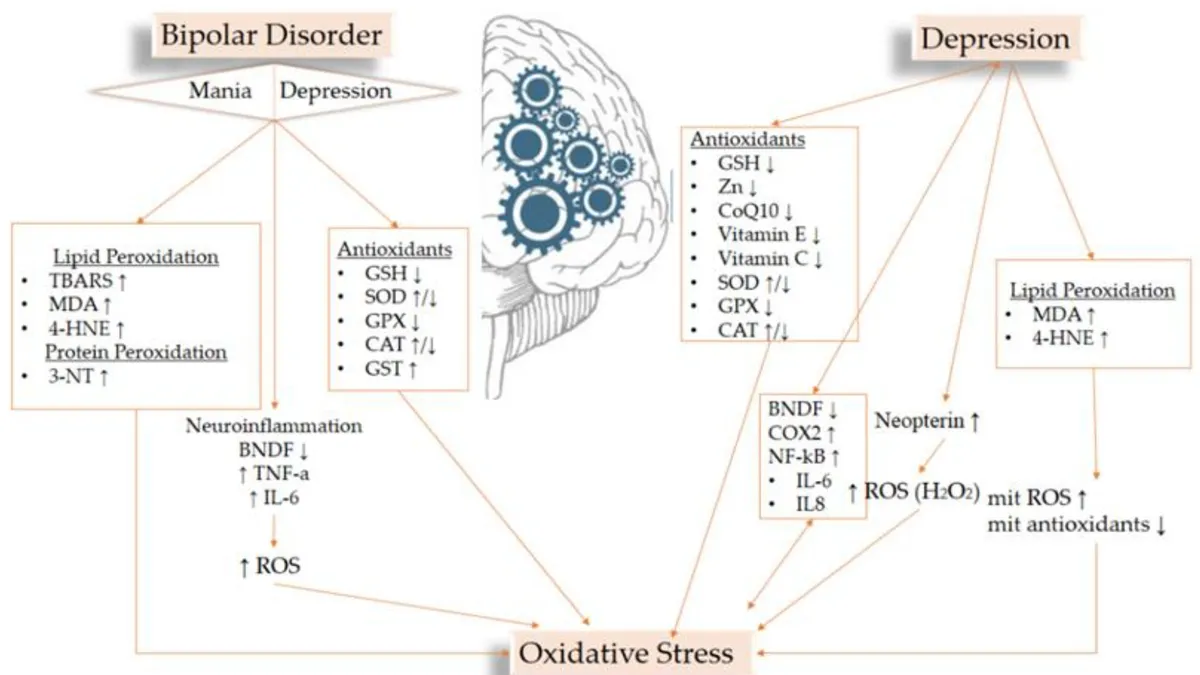 Oxidative Stress and Bipolar Disorder: Unveiling the Connection