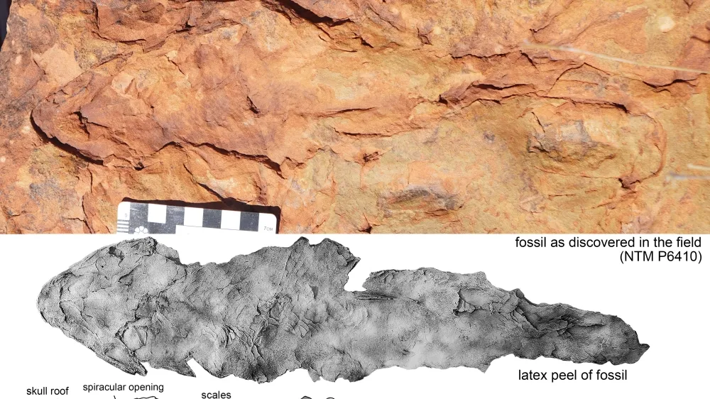 Unearthing the Past: Discovery of the 380-Million-Year-Old Air-Breathing Predatory Fish