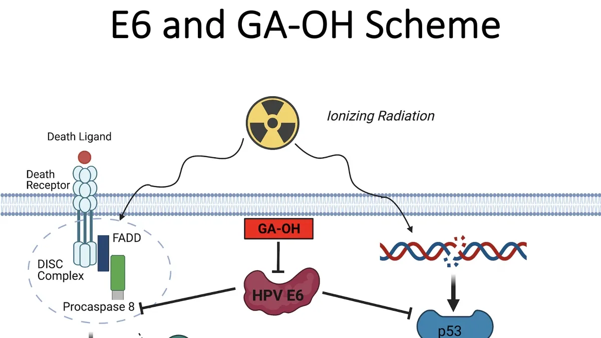 Promising New Compound GA-OH Unlocks Resistance to HPV-Caused Cancer Cells