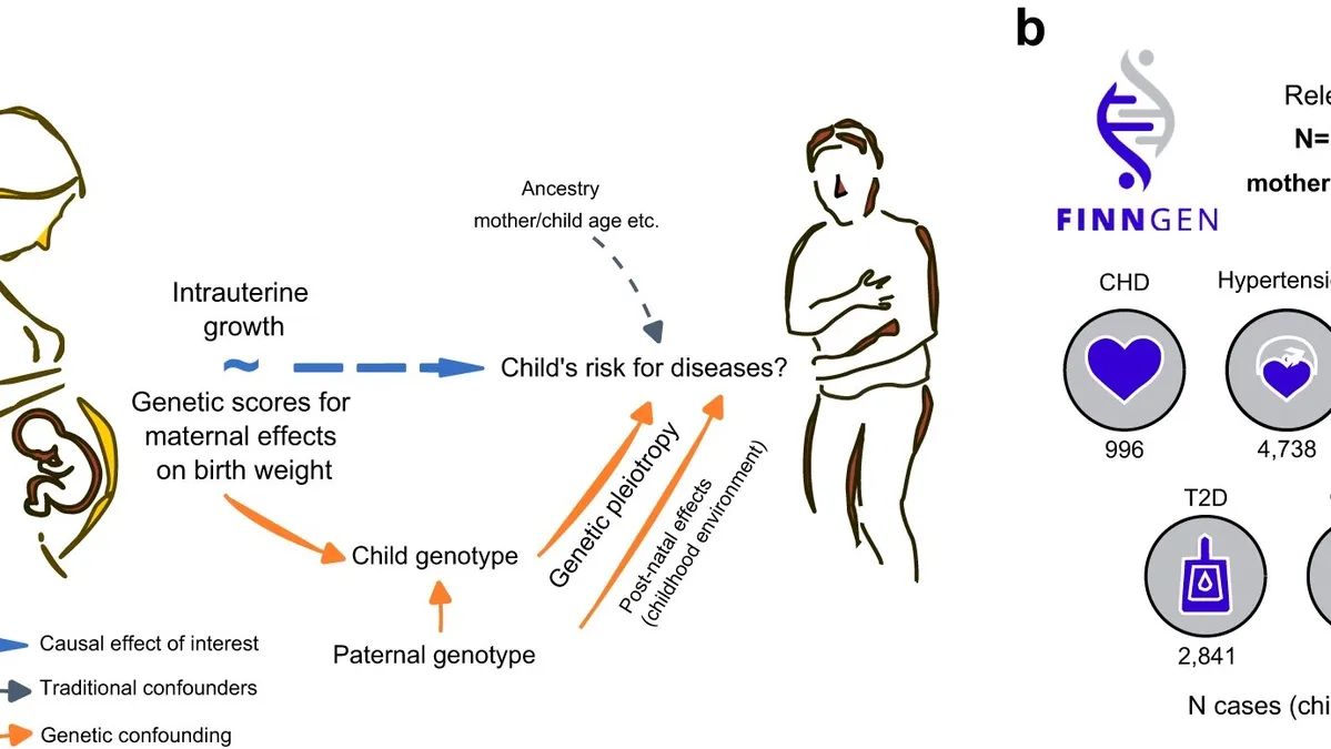 Understanding the Genetic Link Between Birth Weight and Adult Health Complications