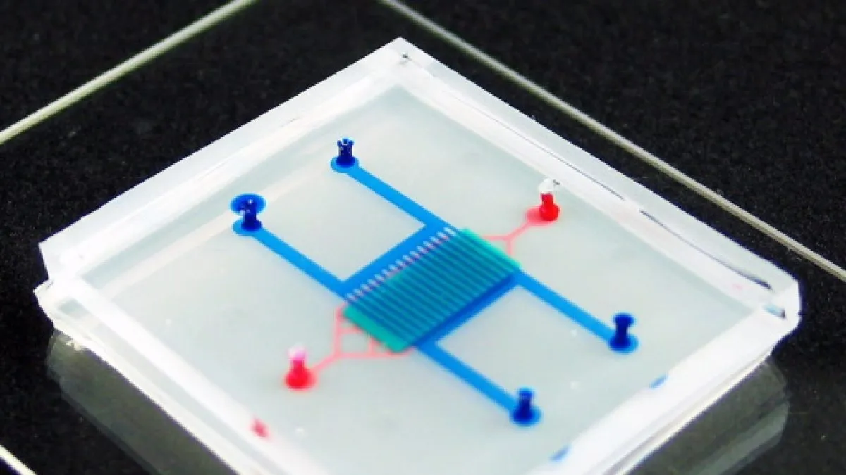 Revolutionizing Drug Development: The Potential of Heart-On-A-Chip Technology