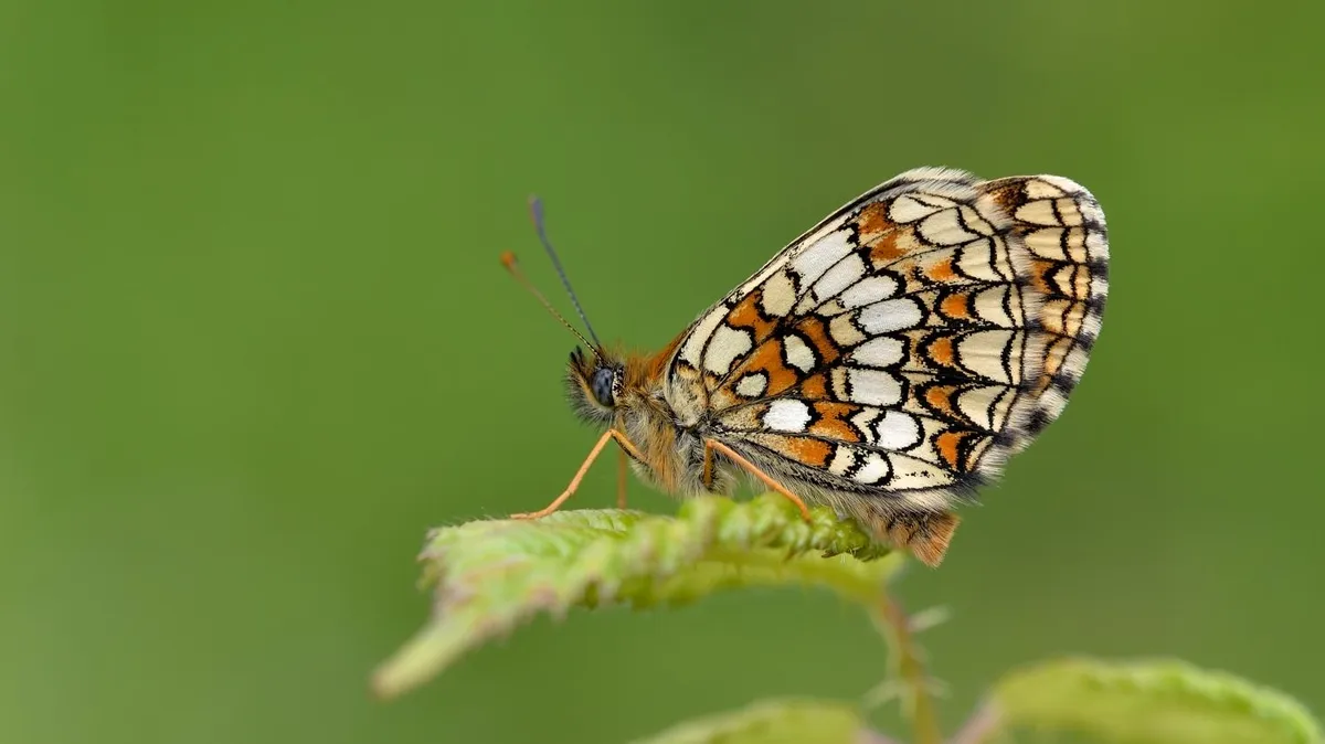 The Remarkable Revival of the Heath Fritillary Butterfly: A Testament to Successful Conservation Efforts