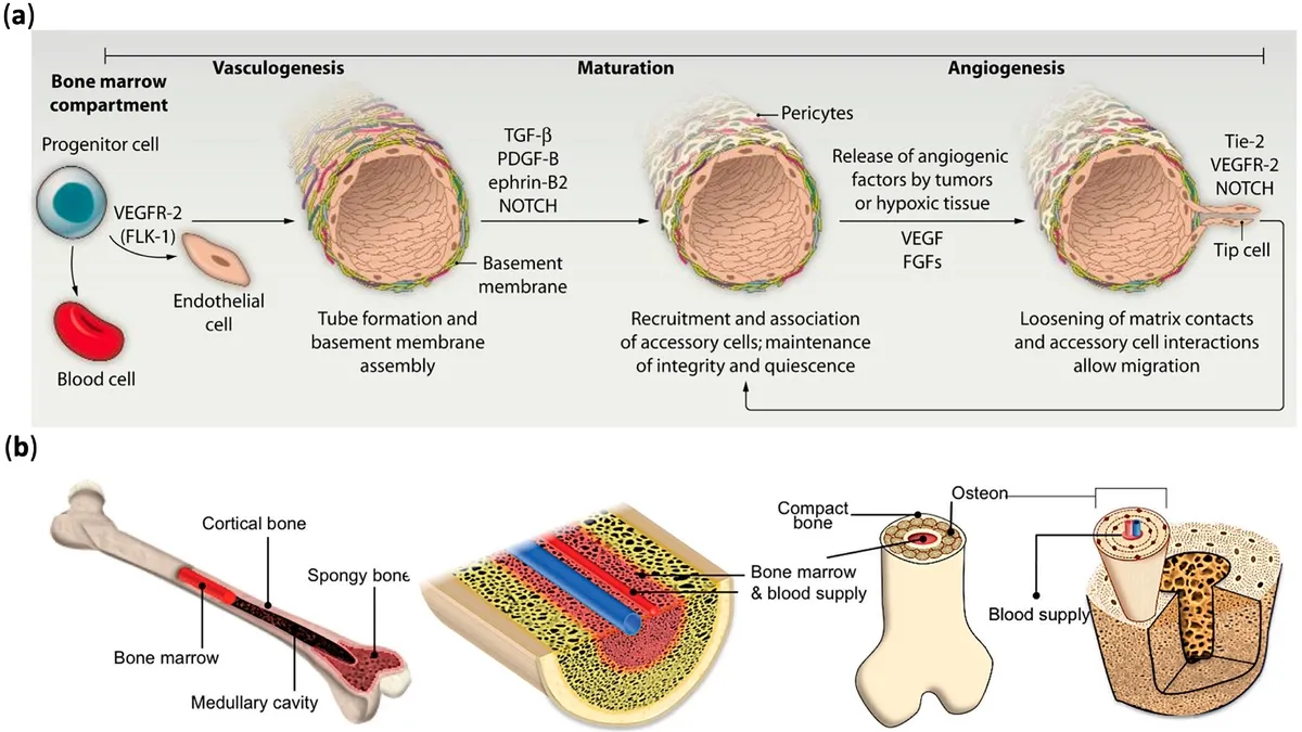 Creating Hierarchical Vascularized Tissue Constructs: A New Frontier in Regenerative Medicine