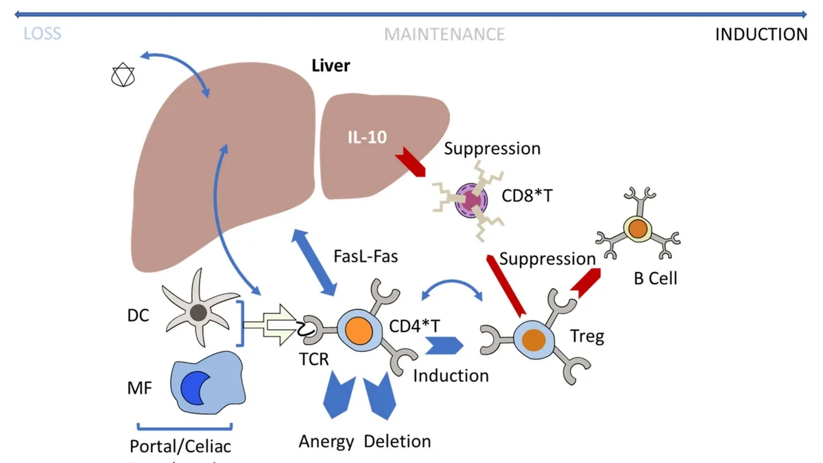 Understanding the Role of CD4+ T Cells in Enhancing Intrahepatic CD8+ T Cell Expansion