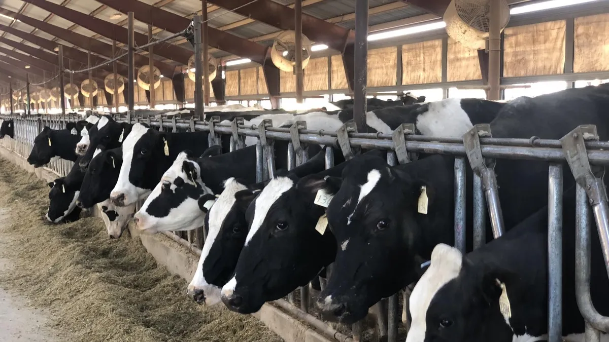 The Surprising Impact of Dairy on Idaho’s Agriculture