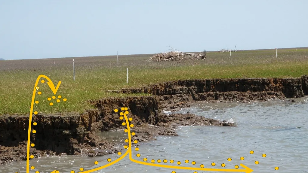 The Rising Threat to Coastal Marshes: The Impact of Accelerated Sea-Level Rise