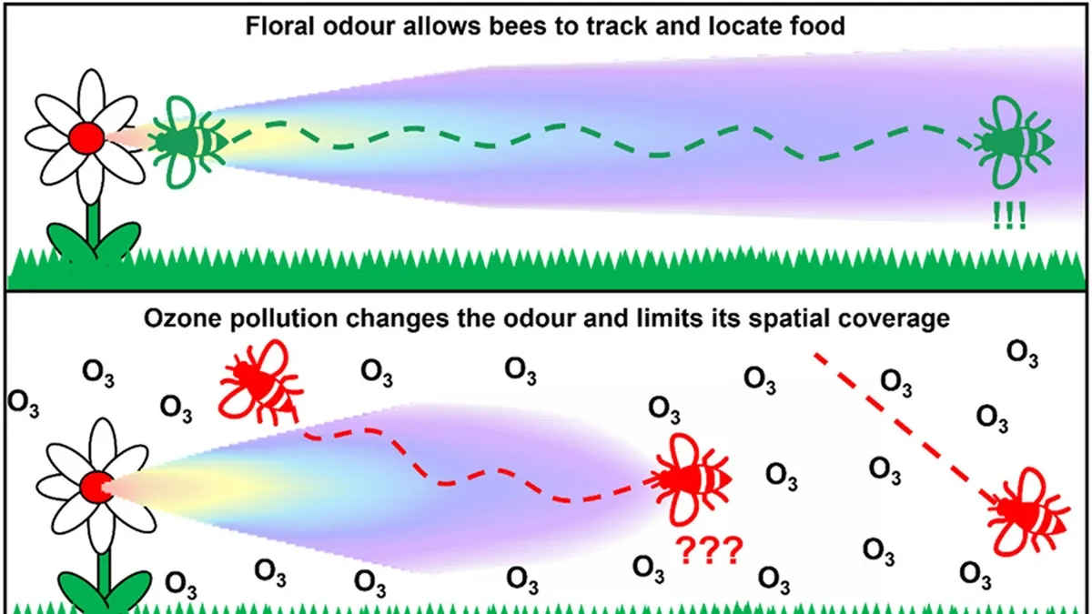 Air Pollution’s Impact on Floral Pollination: A Closer Look at the Threat to Global Ecosystems