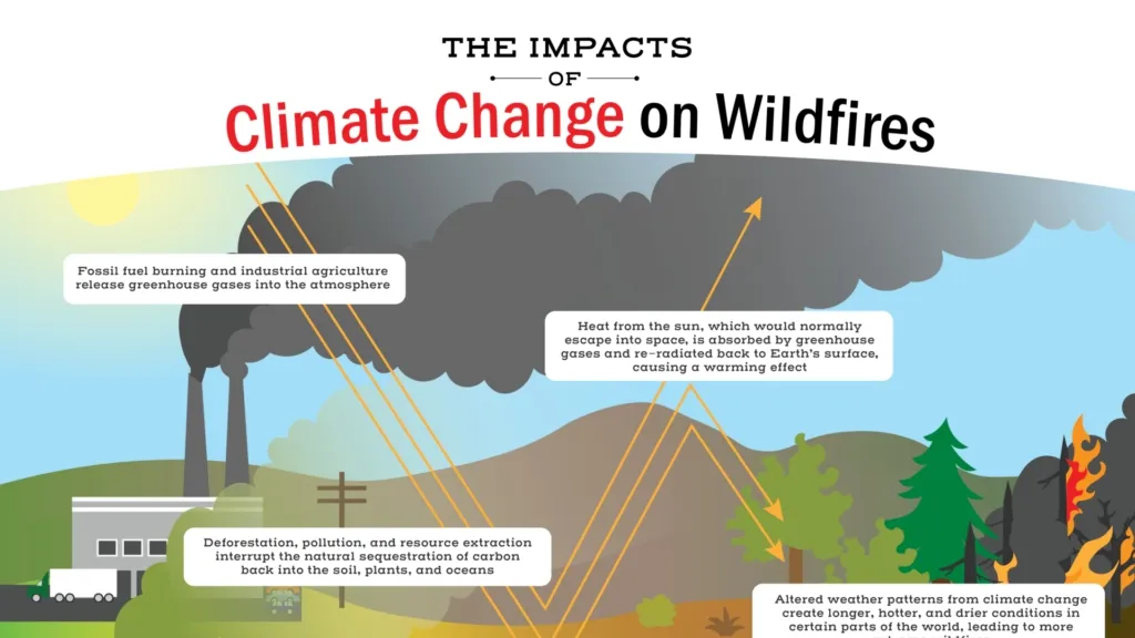 Climate Change and Vegetation Shifts: Their Impact on Carbon Storage in the Western US