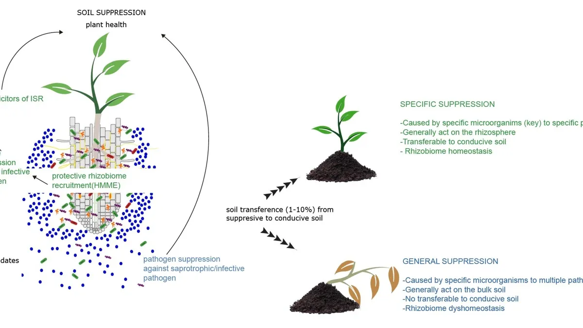 Harnessing Synthetic Biology for Climate Resilient Crops: The Power of Plant Roots and Microbiomes
