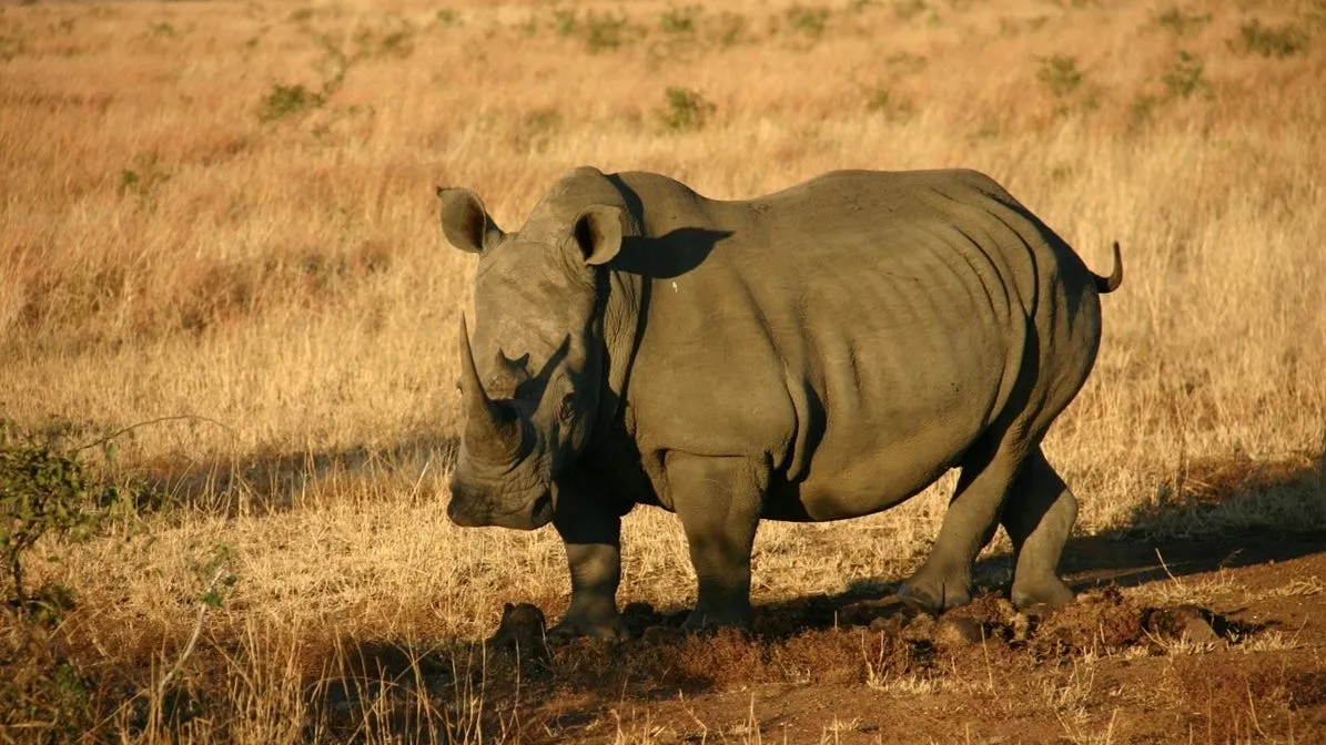 Climate Change and the Future of Rhinos: A Call for Action
