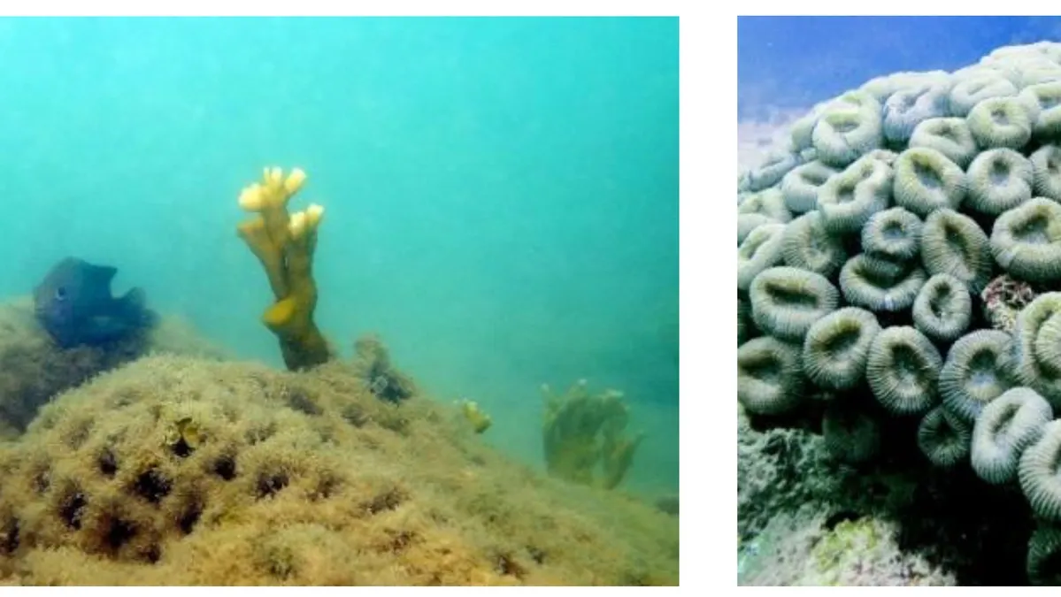 Understanding the Resilience of Tropical Reefs in the Anthropocene: Role of Herbivory, Sedimentation, and Human-Induced Changes